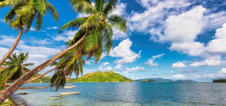 Kokosnusspalmen auf tropischer Insel.